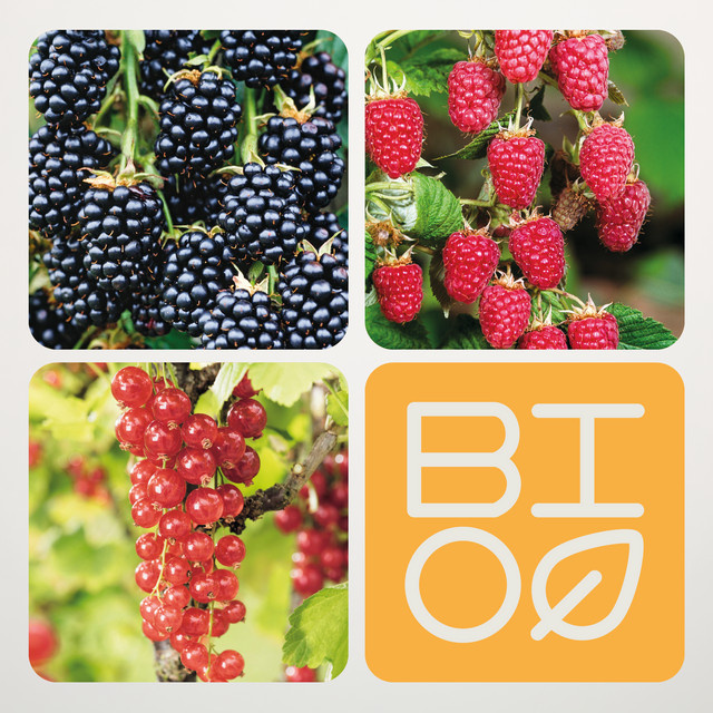 BIO Beeren Mix von BLUME2000 mit Himbeeren Heritage, Schwarzen Brombeeren Black Satin und Roten Johannisbeeren Jonkheer van Tets, 3 Stück - Bild 1