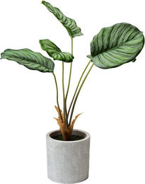 Kunstpflanze Calathea von viva domo in Grün, modern und stehend - Bild 1