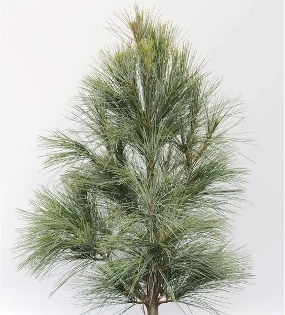 Kleine Tränenkiefer Pinus wallichiana Densa Hill für deinen Garten, Höhe: 60-80 cm - Bild 1