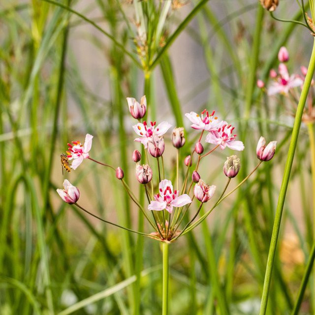 Blumenbinse - Bild 1