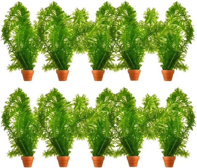 Vdvelde Wasserpest Elodea Densa als pflegeleichte grüne Sauerstoffpflanze für den Teich, 10 Stück - Bild 1