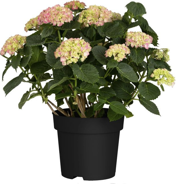 GROW by OBI Bauernhortensie Hydrangea macrophylla Rosa, Höhe: 30 - 50 cm, Topfgröße: ca. 5 cm - Bild 1