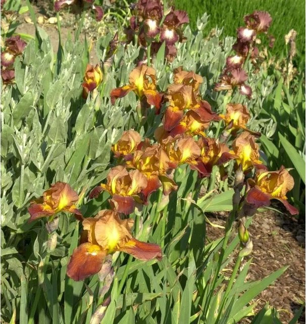 Schwertlilie Accent Iris barbata als mehrfarbige Beetpflanze - Bild 1