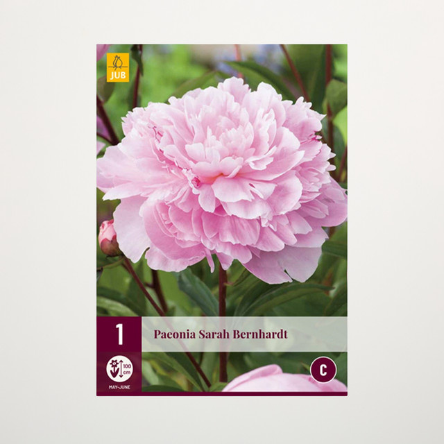 Pfingstrose Sarah Bernhardt Rhizom von BLUME2000 - Bild 1