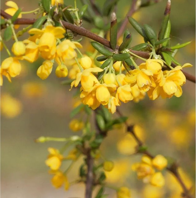 Schmalblättrige Berberitze Berberis stenophylla Heckenpflanze gelb von Nr-01.de - Bild 1