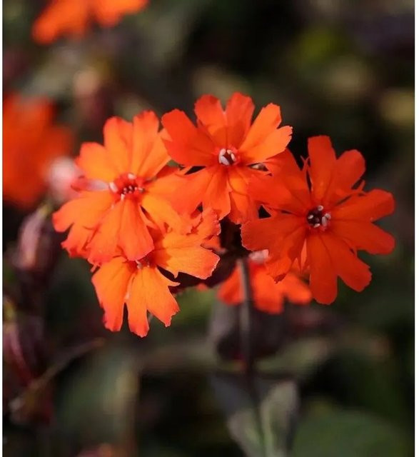 Garten Lichtnelke Lychnis haageana Molten Lava in Orange und Rot für Balkon, Terrasse und Steingärten - Bild 1