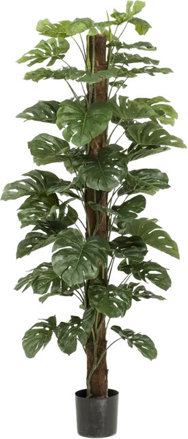 Künstliche Monstera am Stamm Toni von Aplanta, Höhe: 180 cm - Bild 1