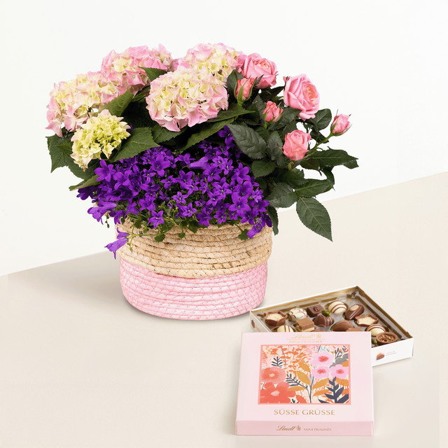 BLUME2000 Sommerliche Topfpflanze für Balkon in Pink, Blau und Mehrfarbig - Bild 1