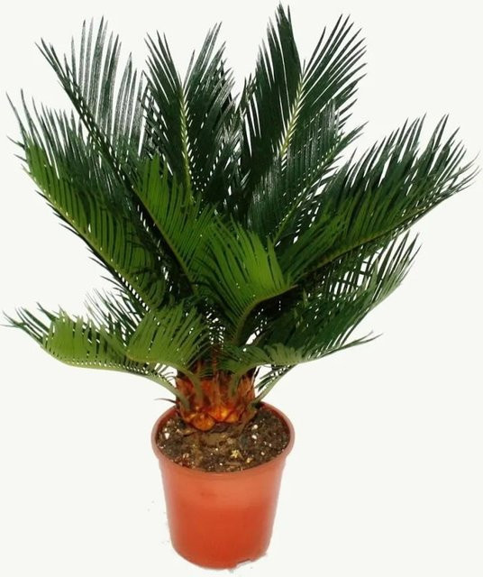 Exotenherz Cycas Revoluta Japanischer Palmfarn mit Knolle im 12 cm Topf - Bild 1
