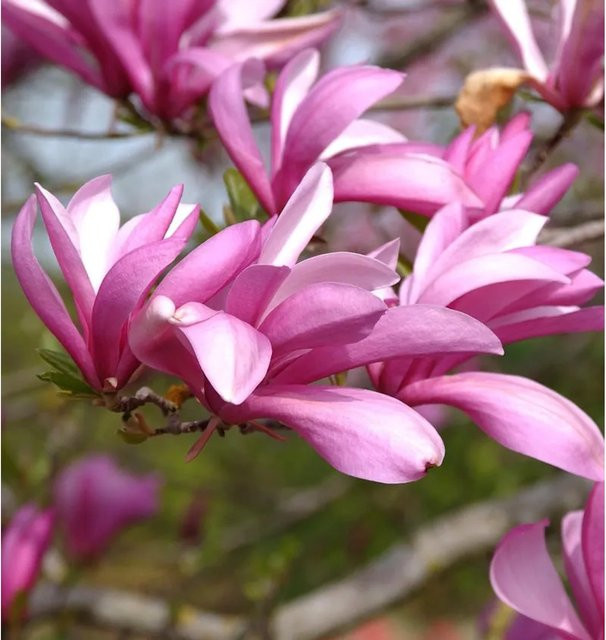 Niedrige Magnolie Betty Magnolia liliiflora in Pink, Höhe: 60-80 cm - Bild 1