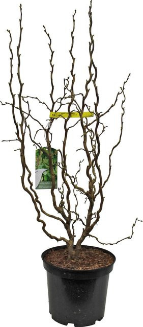 OBI Korkenzieher-Hasel Scooter Corylus Gelb Höhe: 50 - 60 cm, Topf: 20 cm - Bild 1