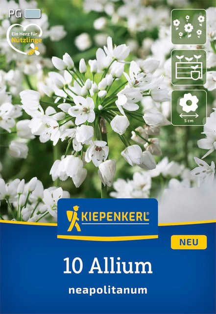 Kiepenkerl Zierlauch weiße Blumenzwiebeln, 10 Stück - Bild 1