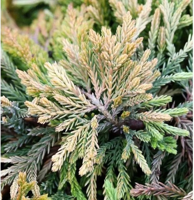 Kriechwacholder Golden Carpet Juniperus horizontalis Bodendecker in Gelb-Grün von Die Nr-01.de - Bild 1