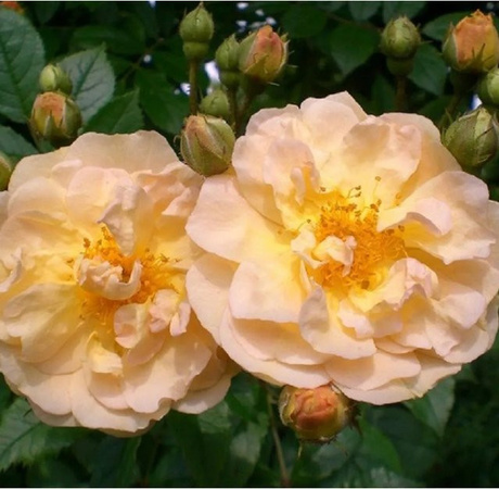 Arborix Kletterrose Ghislaine de Féligonde in Rosa, reichblühend
