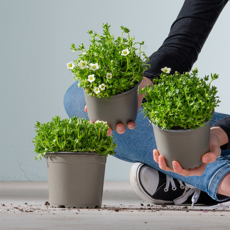 3er Set Steinbrech Saxifraga Stauden von BLUME2000 für deinen Garten
