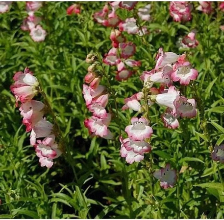 Penstemon cultorum Bartfaden Osprey - Mehrjährige Beetpflanze und Schnittblume