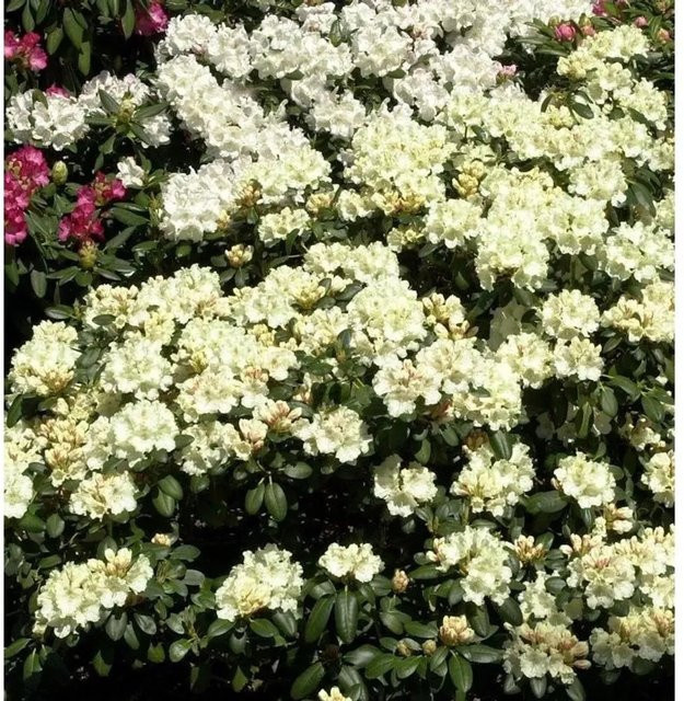 Rhododendron Millennium Gold Alpenrose in Gold, Höhe: 50-60 cm - Bild 1