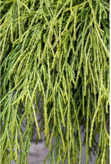 Chamaecyparis Pisifera Sungold Scheinzypresse Goldgelb pflegeleicht 30–40 cm - Bild 1