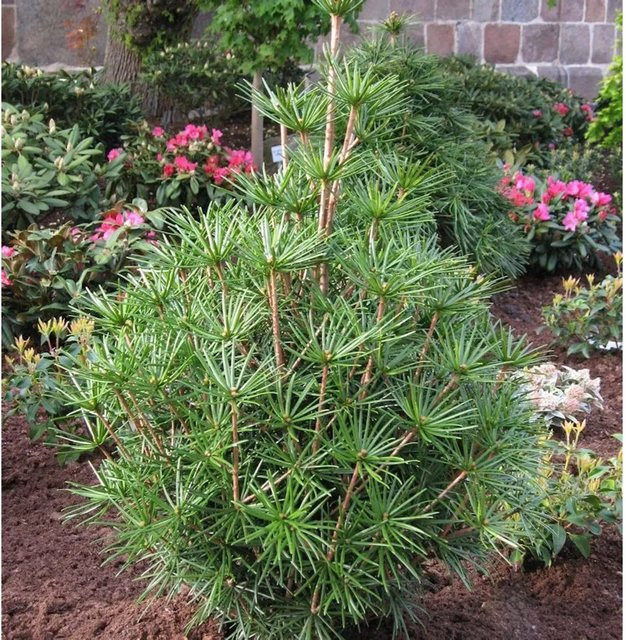 Japanische Schirmtanne Green Diamond Sciadopitys verticillata, Farbe: Grün - Bild 1