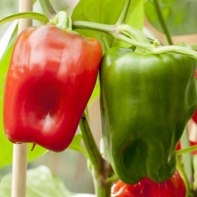 BIO Rote Blockpaprika von BLUME2000 - Bild 1