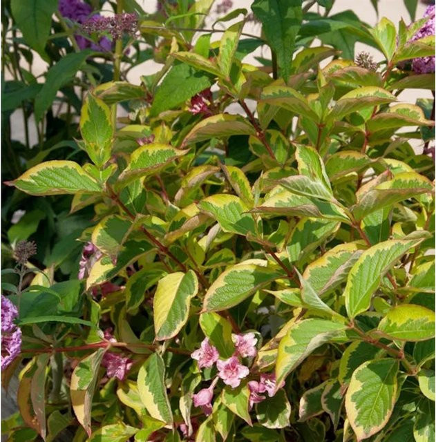 Buntblättrige Weigelie Weigela florida als Ziergehölz in Gelb und Mehrfarbig, Höhe: 80-100 cm - Bild 1
