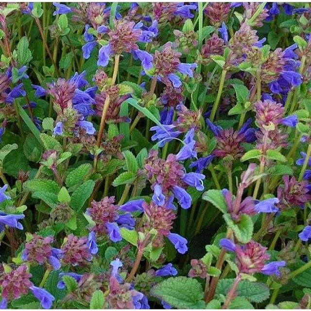 Dracocephalum rupestre Felsen-Drachenkopf als mehrjährige Gartenpflanze in Blau und Violett - Bild 1