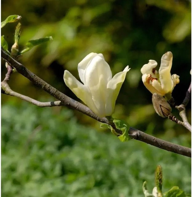 Magnolia Daphne gelber Zierstrauch von Nr-01.de, Höhe: 60-80 cm - Bild 1