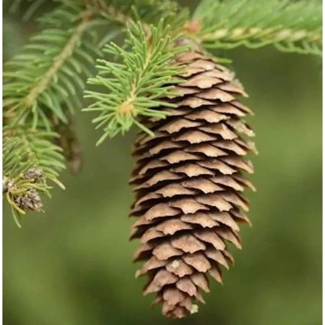 Nr-01.de Rotfichte Picea abies Baum für den Freilandbereich, Höhe: 80-100 cm - Bild 1