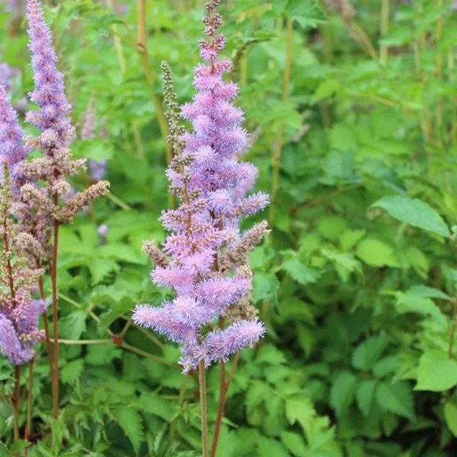 6er Set Arborix Astilbe chinensis Pumila Teppichspiere in Pink/Rot, Topfgröße 9 cm, mehrjährige Beetrandpflanze - Bild 1