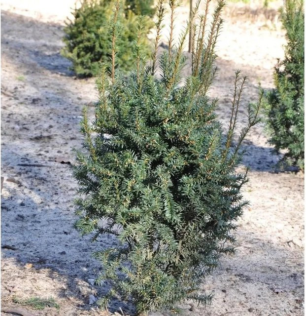 Taxus baccata Eibe Typ Enno Hinrichs als Solitär-Nadelgehölz von Nr-01.de in Grün und Rot, Höhe: 35 cm - Bild 1