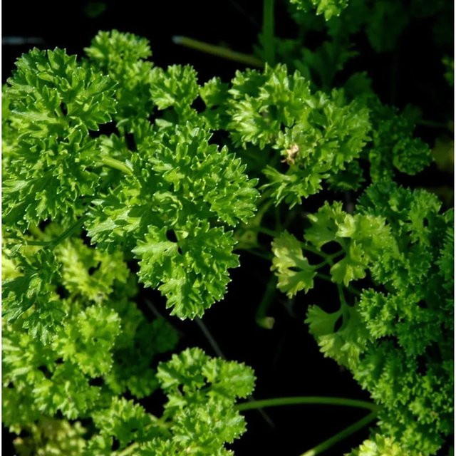 Krause Petersilie Petroselinum crispum als mehrjährige Pflanze in Grün - Bild 1