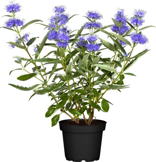 GROW by OBI Bartblume Blau Caryopteris Zierstrauch im Topf - Bild 1