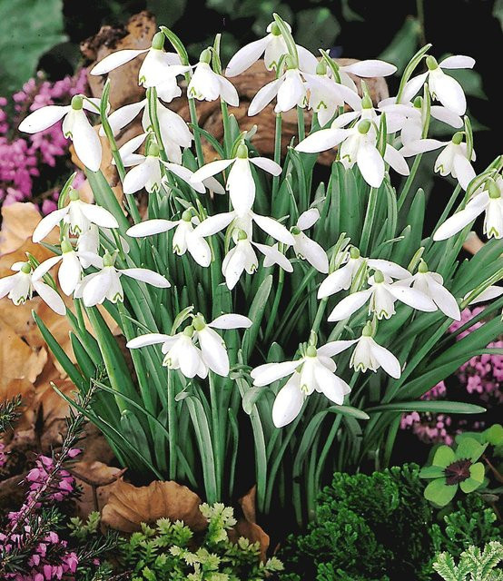 Schneeglöckchen Pflanzen für deinen Garten - Bild 1
