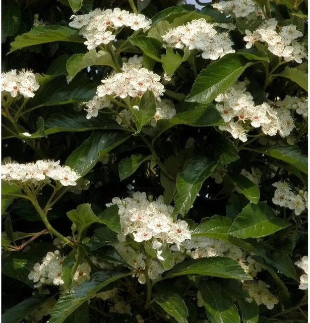Apfeldorn Crataegus lavallei Heckenpflanze mit rosaweiß und roten Blüten, Höhe: 100-125 cm - Bild 1
