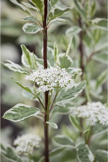 Cornus Alba Elegantissima Weißer Hartriegel Buntlaubig von Pflanzen für dich, Höhe: 60–100 cm - Bild 1