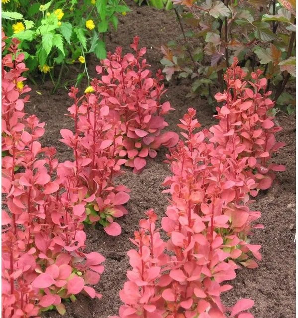 Berberis thunbergii Säulen Berberitze Orange Sunrise Heckenpflanze für den Garten - Bild 1