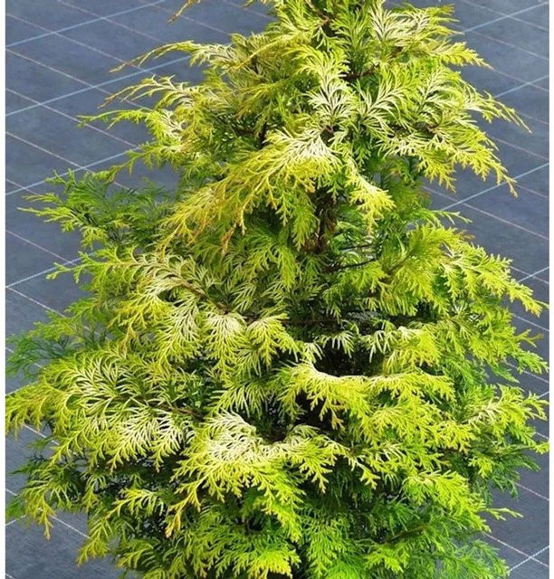 Chamaecyparis Lawsoniana Zypresse Sunny Kiss in Grün, Höhe: 40-60 cm - Bild 1
