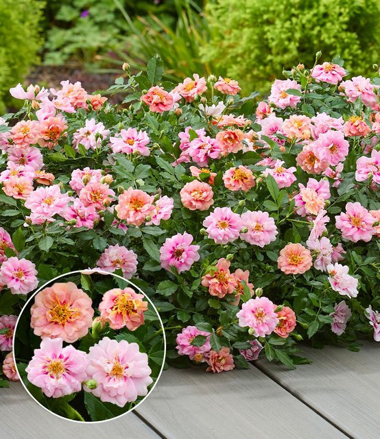 Rose Amirose® - Bild 1