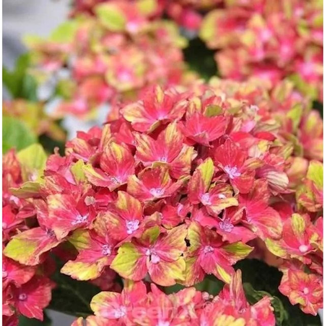 Bauernhortensie Schloss Wackerbarth Hydrangea macrophylla in Rot, Blau oder Pink, Nr-01.de, Höhe: 30-40 cm - Bild 1