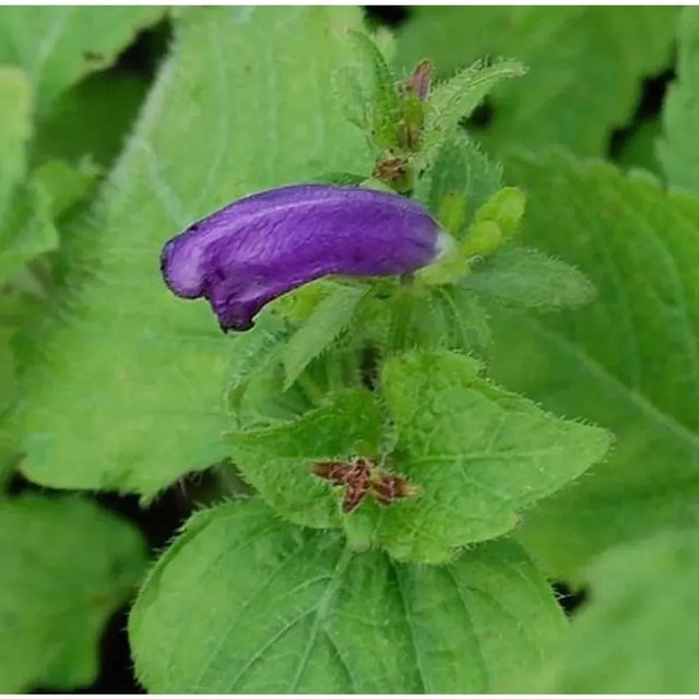 Strobilanthes atropurpureus Otternkopf Blue Carpet – Blaue und violette Staude für deinen Garten - Bild 1