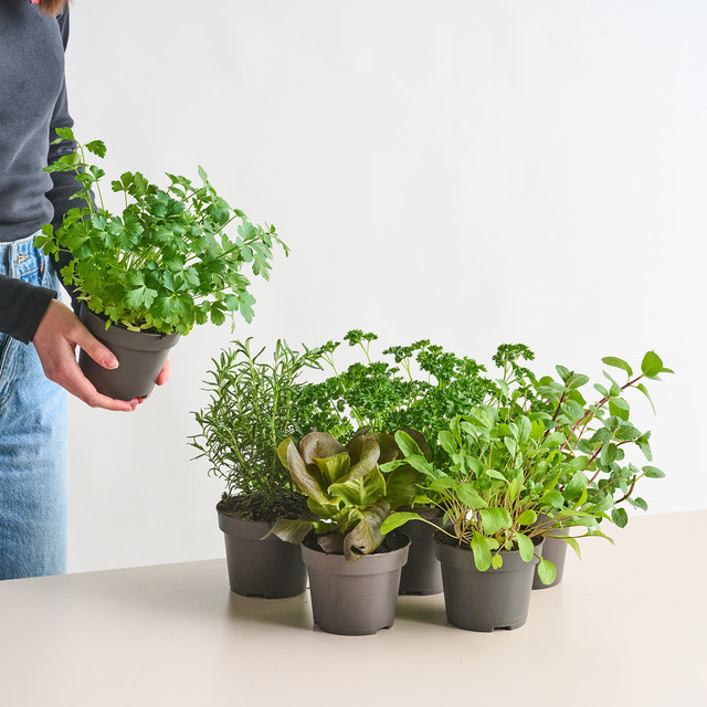 BIO Kräuter Set von BLUME2000 mit 6 Stück für Garten, Balkon oder Küche - Bild 1