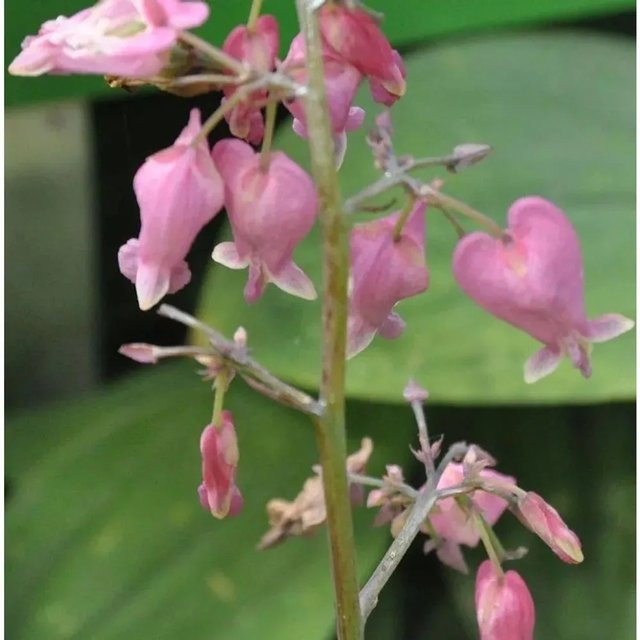 Dicentra formosa Zwergherzblume Amore in Rose, Topfpflanze - Bild 1