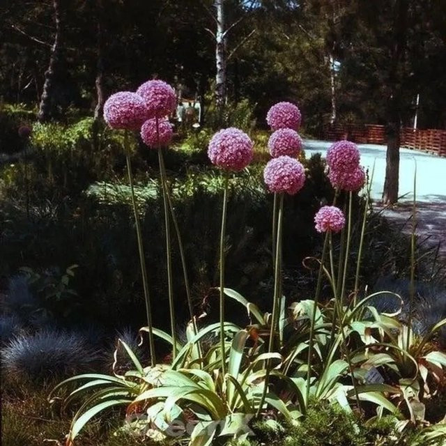 Riesenlauch Ambassador Allium giganteum als mehrjährige Zierpflanze für den Freilandgarten - Bild 1