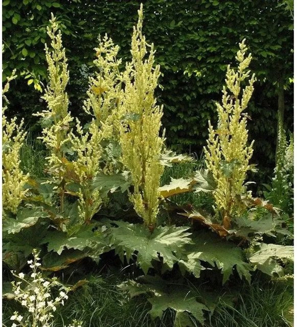 Königs Rhabarber Rheum alexandrae Stauden für den Garten in Grün und Gelb - Bild 1