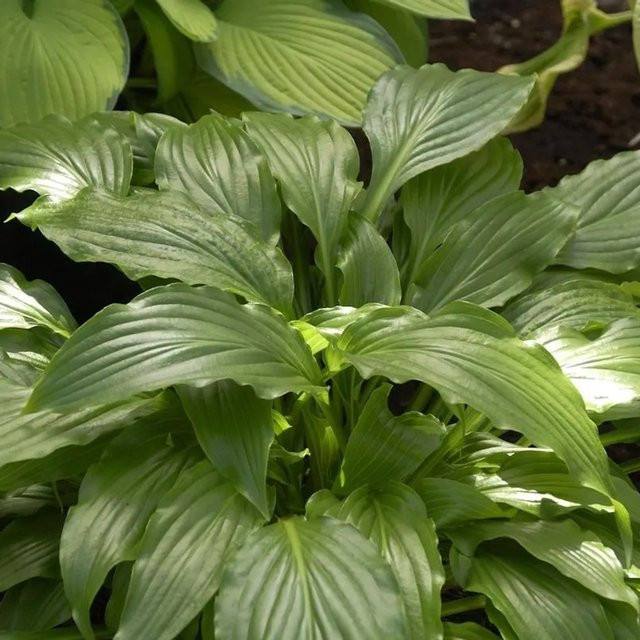 Hosta ventricosa Glockenfunkie Stirfry Gartenpflanze grün - Bild 1