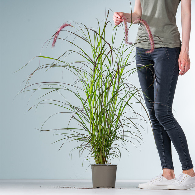 Lampenputzergras Chelsea Pennisetum advena von BLUME2000 als mehrjährige Zierpflanze für Balkon, Terrasse oder Kübel - Bild 1