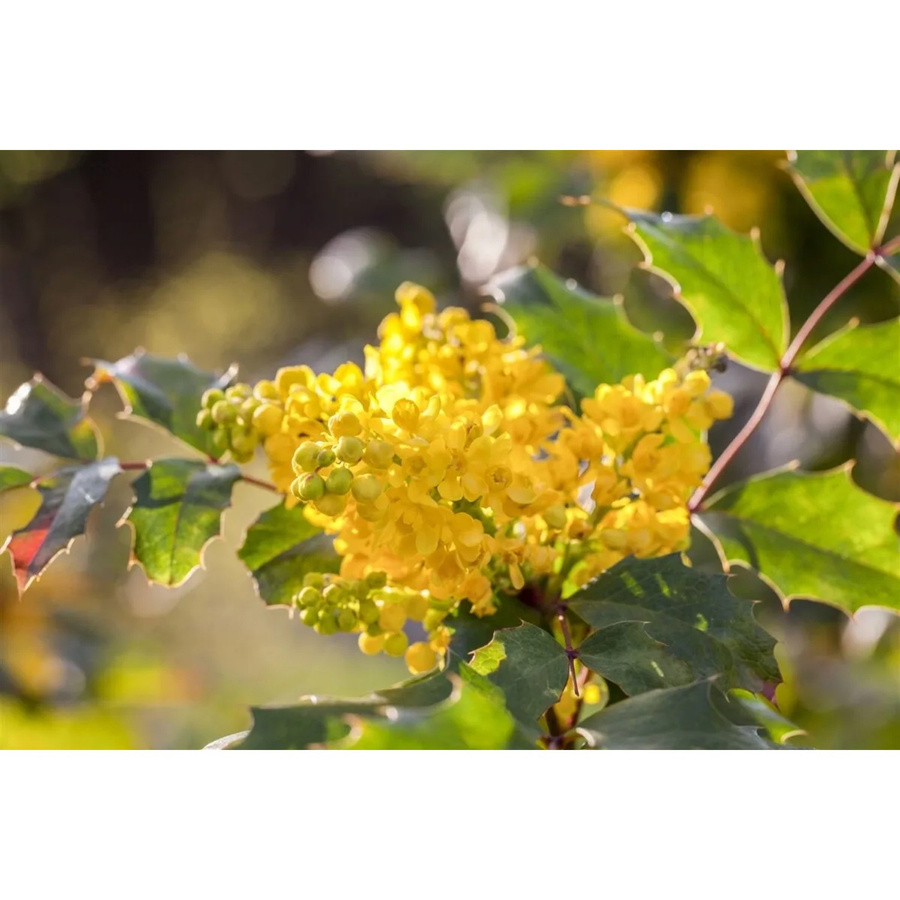 Mahonia Aquifolium Gewöhnliche Mahonie Immergrüner Zierstrauch mit gelben Blüten, Höhe: 30–40 cm - Bild 2