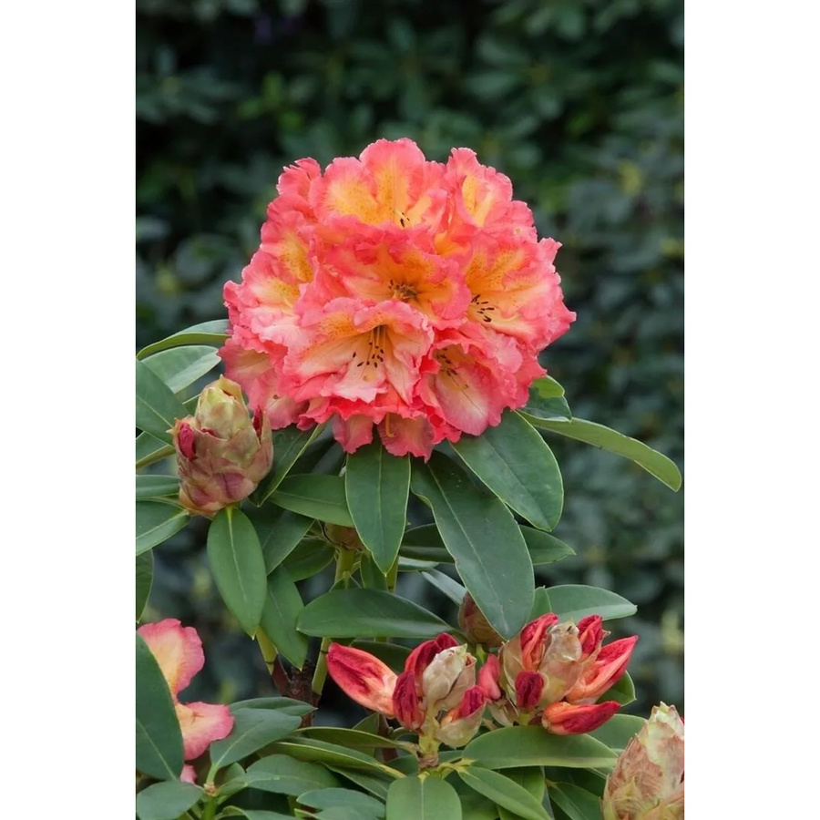 Rhododendron Hybr. Sun Fire Zierstrauch in leuchtendem Gelb-Orange, Höhe: 30–40 cm - Bild 2