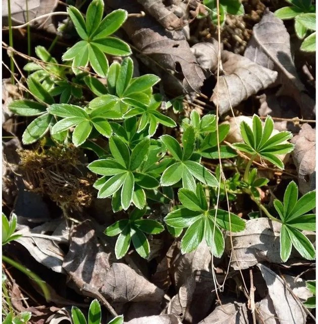 Alchemilla faeroensis Färöer-Frauenmantel als gelbgrüne Staude und Bodendecker im Topf - Bild 1