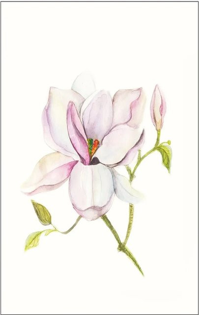 Komar Wandbild Magnolia Shine, B: 50 cm, H: 70 cm - Bild 1